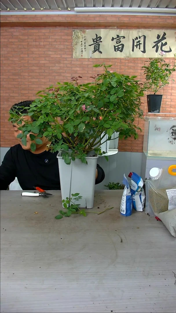 当前无花朵，栽培后可花朵紫烟