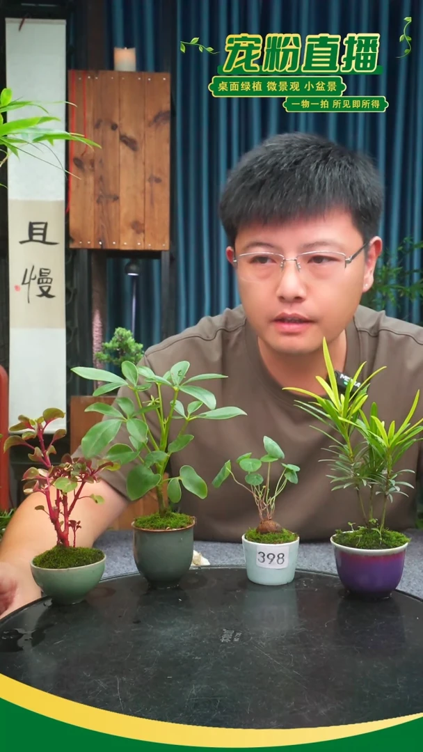 无花朵我****?苔藓微景观398号