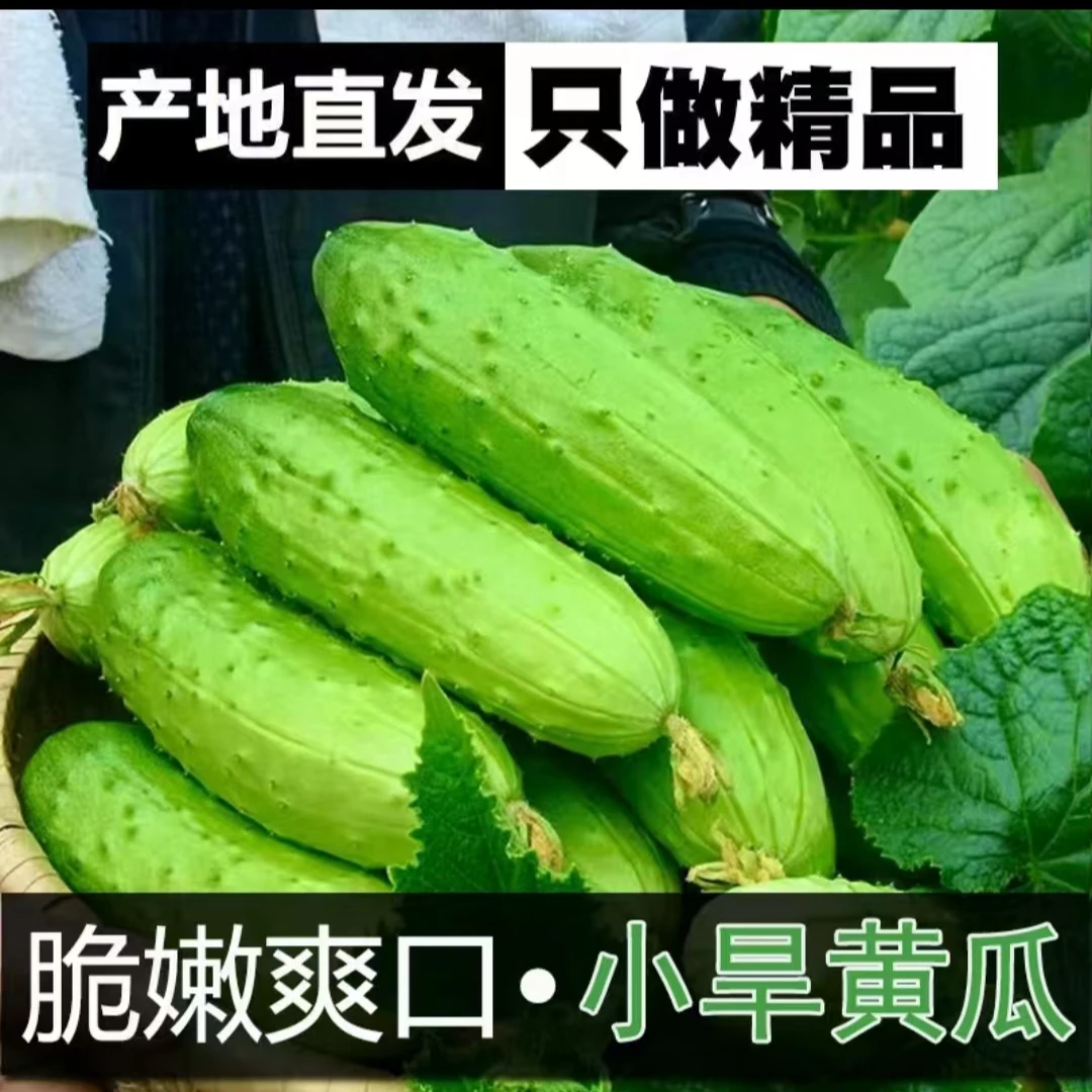 千封新鲜旱黄瓜现摘水果蔬菜脆嫩爽口清甜多汁小青瓜3/5斤包邮