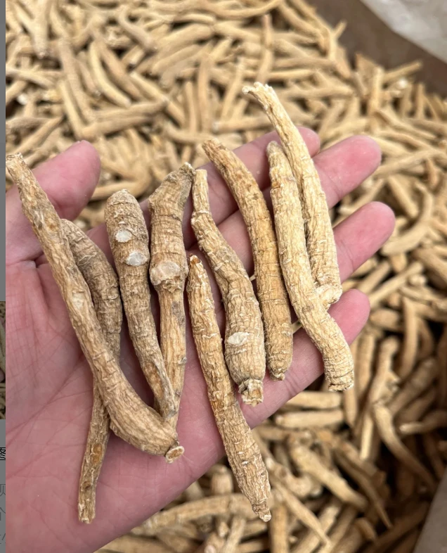 新农人青青--西洋参