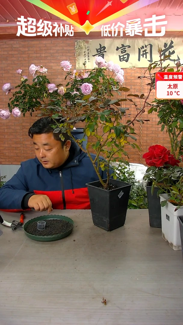 当前无花朵，栽培后可花朵咖啡师