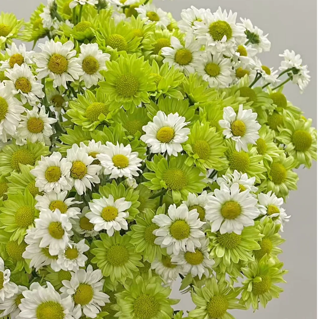 套餐68 绿精灵小菊5支+凯蒂白小菊5支