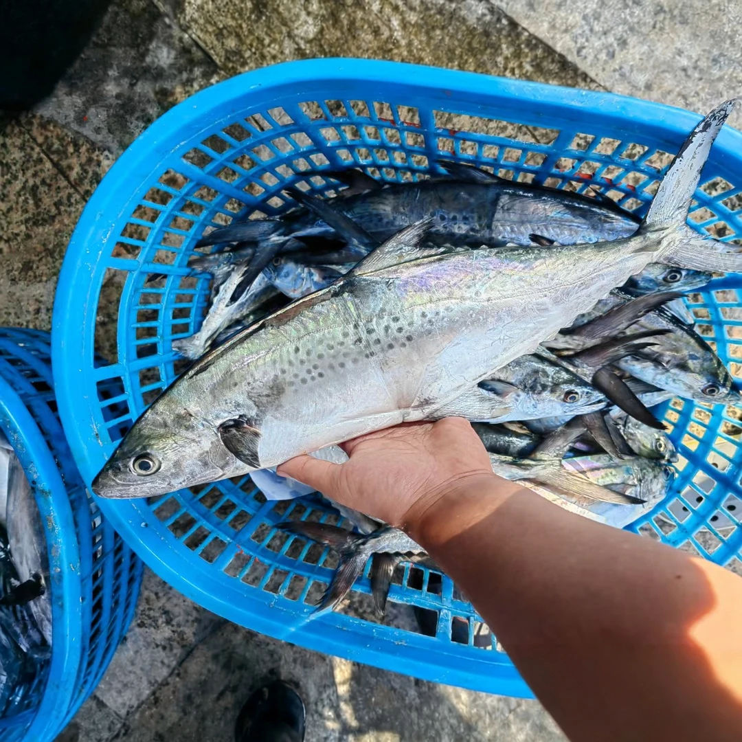 汕尾本港野生海钓马鲛鱼新鲜深海海鱼海鲜水产