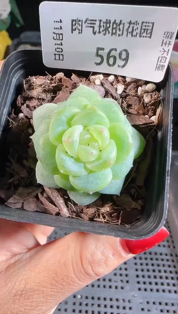 1110-569灵雨（群生不包整）