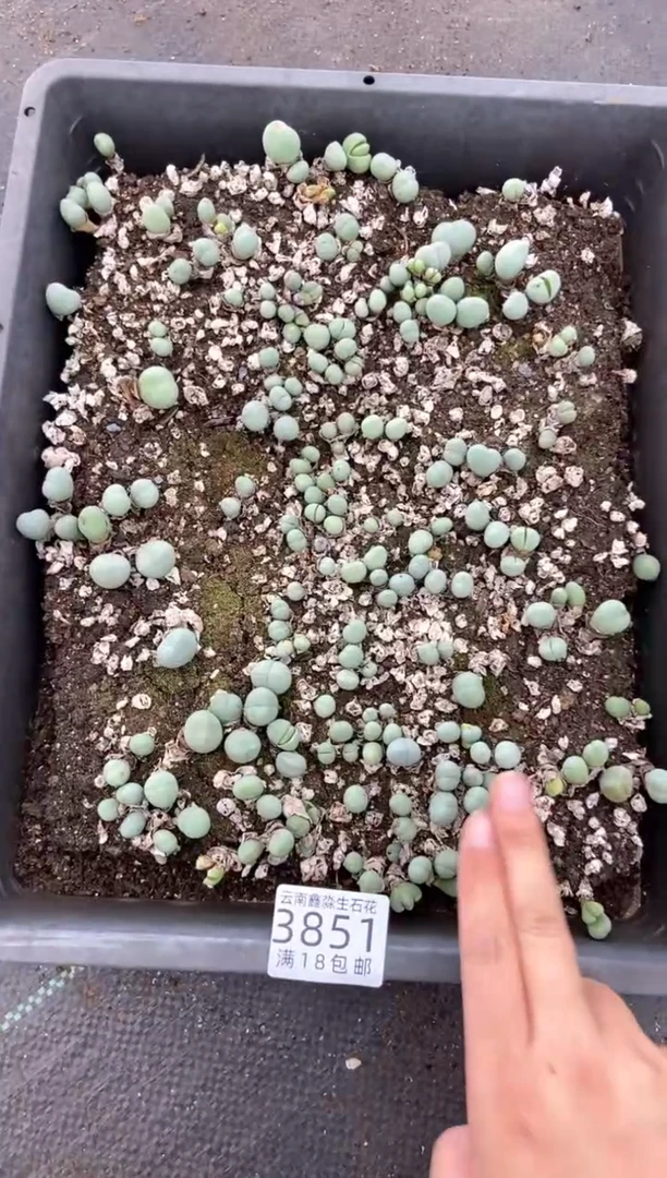3851特价藻玲玉框有疤瑕疵带土不带盆发货