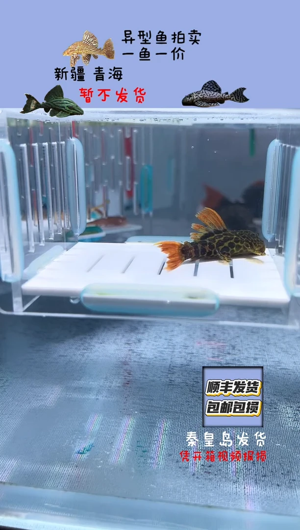 清道夫5不包入缸损71