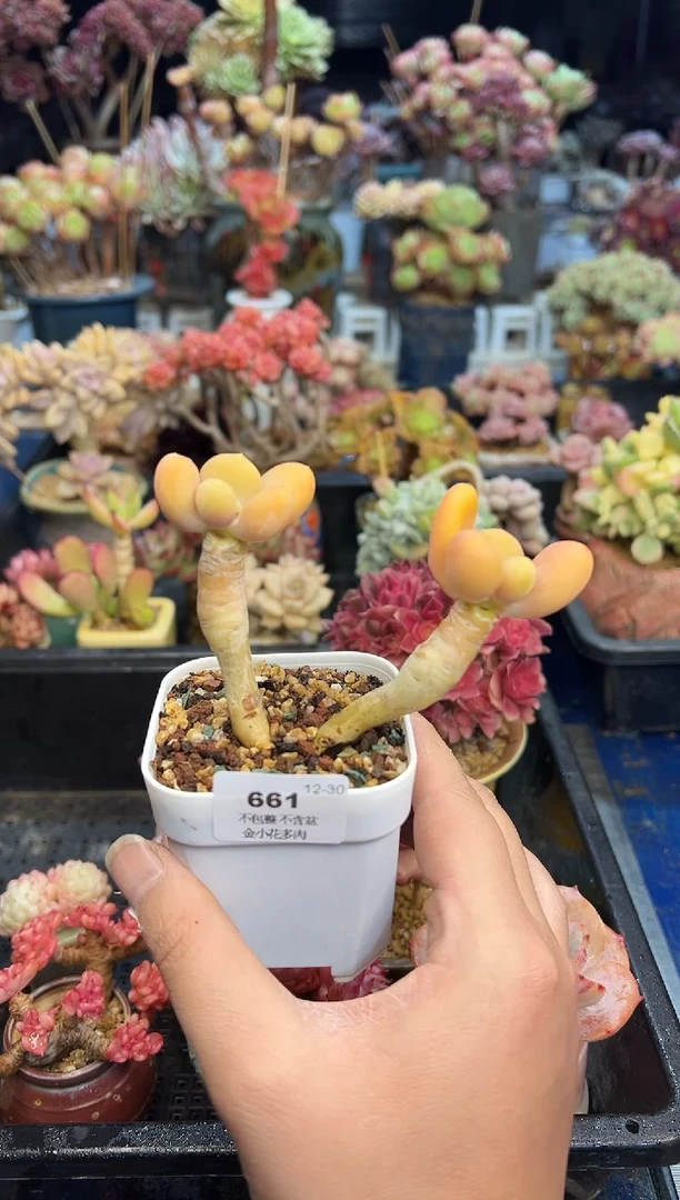 【闪购商品】661不带盆