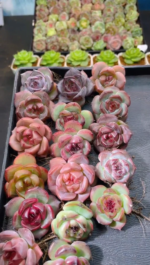 582黑化贝尔量拍发一颗