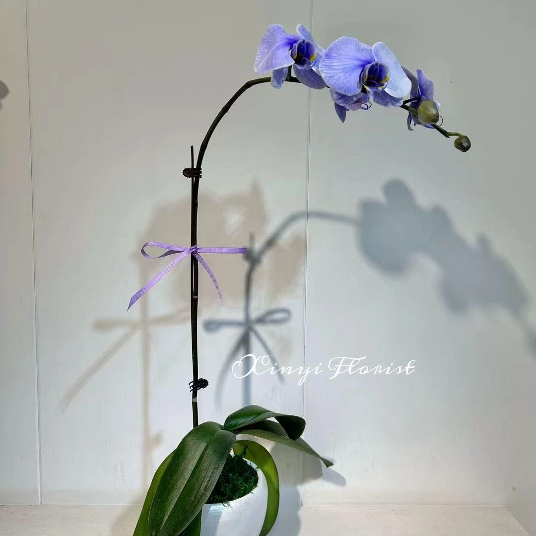 紫马卡龙蝴蝶兰