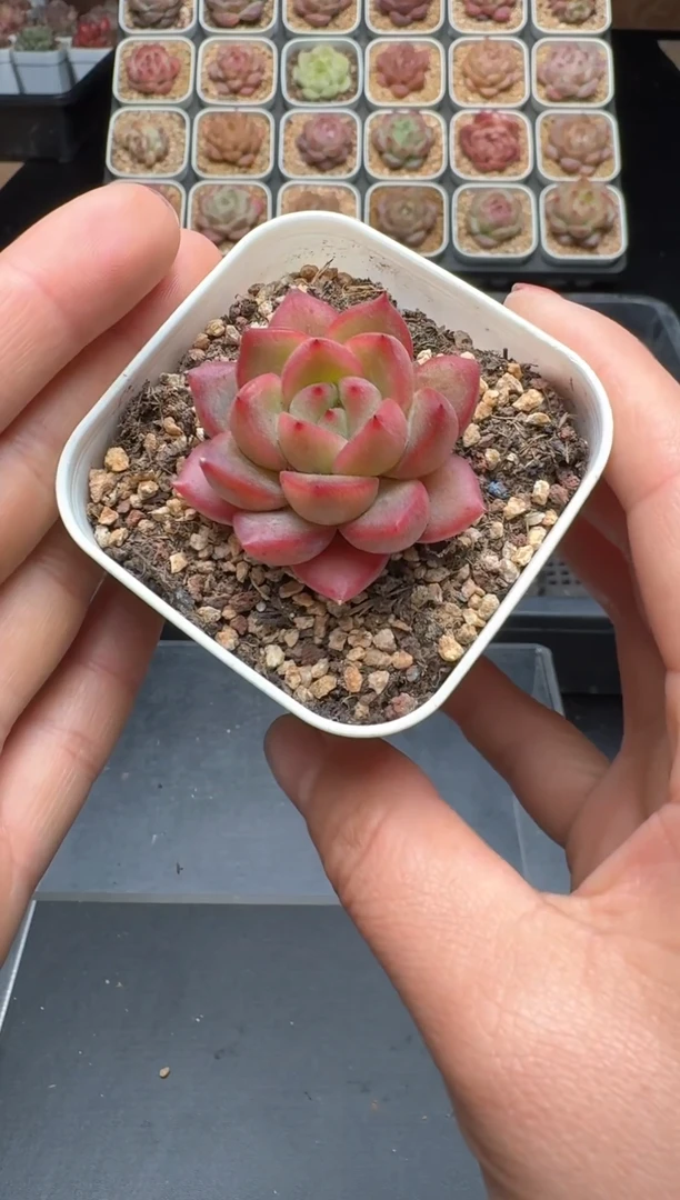 【闪购商品】928号 珍妮杂交多肉 花卉植物