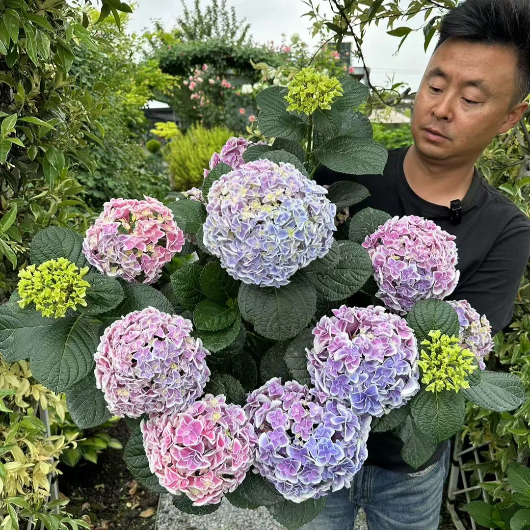 原野先生花园（1加仑 宝流）养护花期大花开花发货