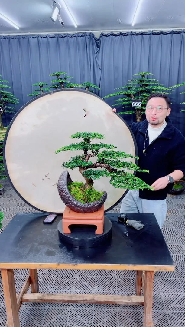 无花朵盆景......