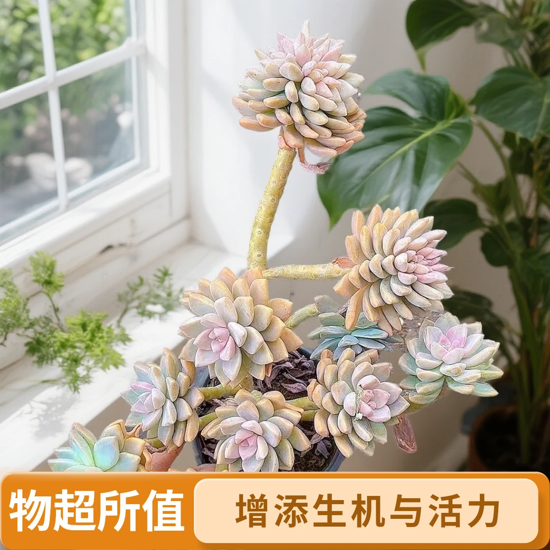 淡雪缀化颗脱土  小谢多肉植物庭院空气耐旱上盆种植固定