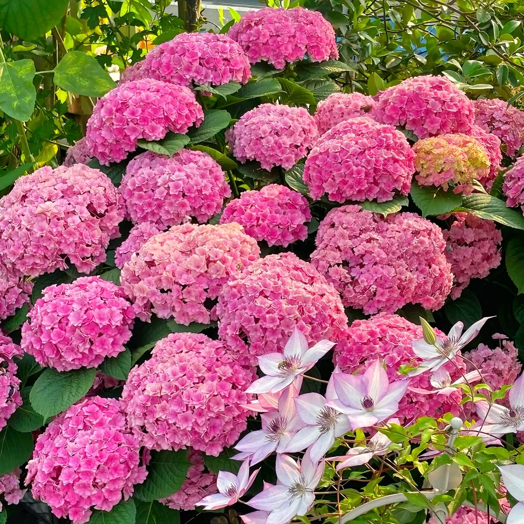 【10-15个花苞】太阳神殿绣球花苗盆栽四季开花带花苞无尽夏花卉