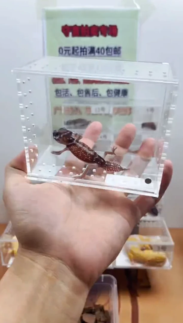 豹纹守宫豹纹守宫幼苗亚成体成体肥尾