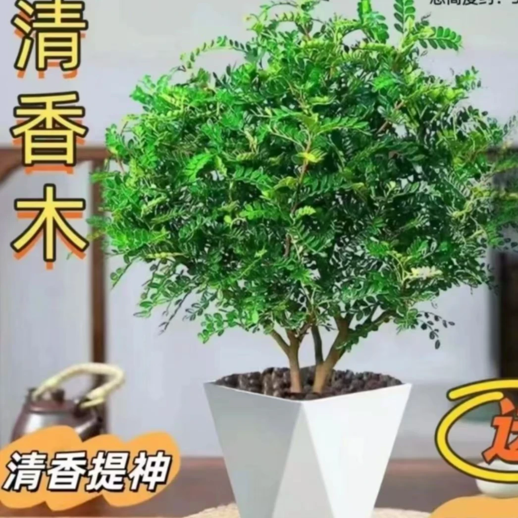 胡椒木清香木室内绿植新宠夏日优之良品空气驱蚊