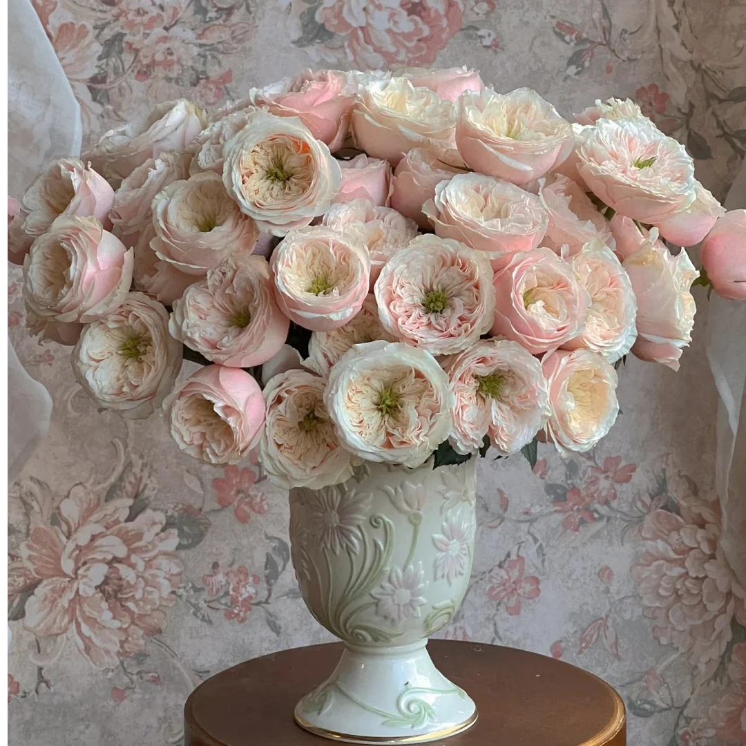 【我种花】达灵顿稀有A级多头玫瑰水养鲜切花新鲜到家暖冬家居装饰