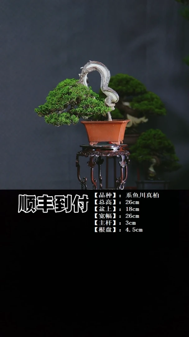 无花朵M****nb043系鱼川真柏bubaoyou