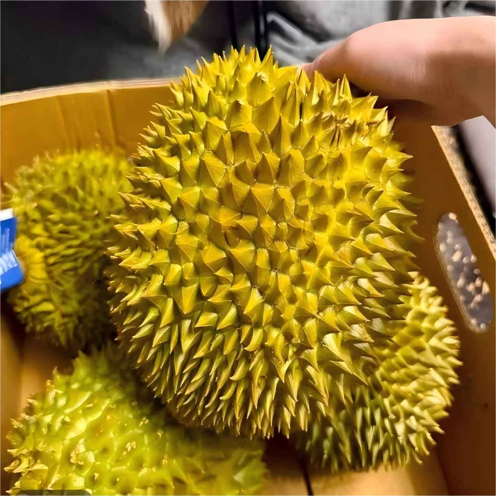 佳AA畸形果 B果【一物一拍】泰国进口金枕头鲜果榴莲 顺丰次日达 19.9/斤 新鲜榴莲 核小厚肉金枕金枕泰国东部