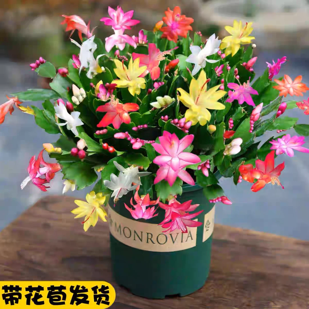 3-4色混色带花苞蟹爪兰盆栽四季开花好养耐活室内外花卉