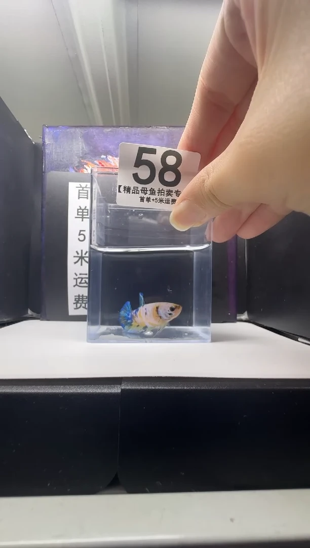 斗鱼母鱼编号：58
