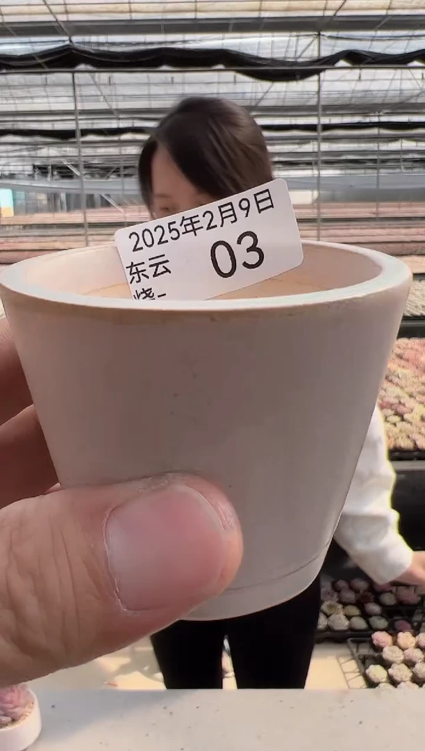 【闪购商品】东云烧-3