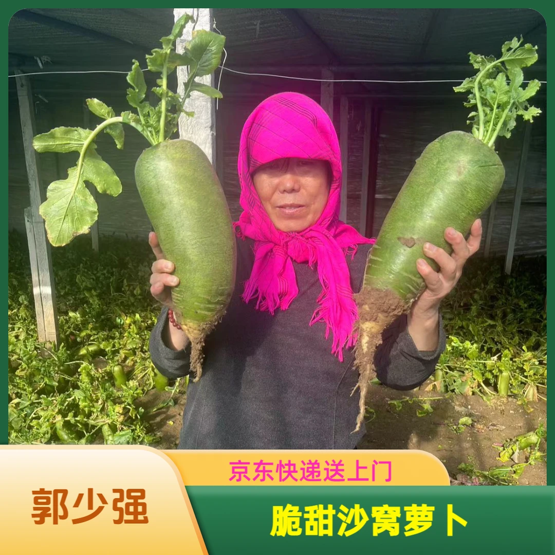 【正宗天津沙窝萝卜】棚里现拔现装箱新鲜发货