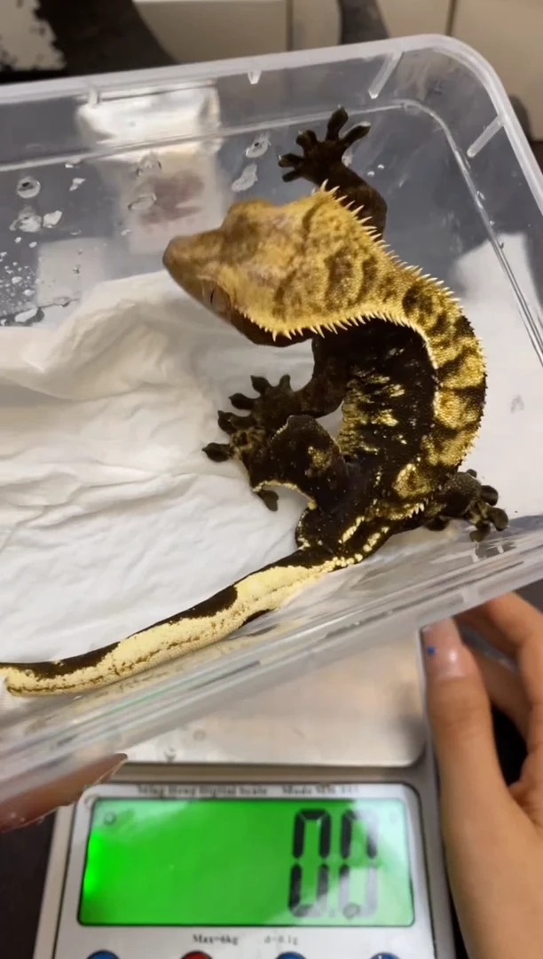 肥尾守宫Scale Tail 爬宠J6