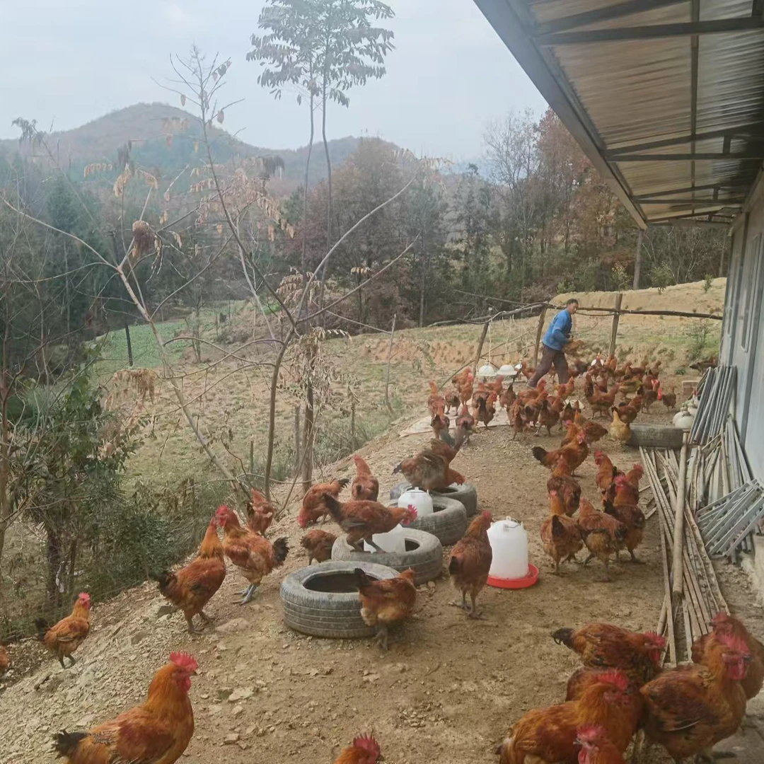 【京东】四川散养乌鸡仔鸡生态养殖健康美味肉质鲜嫩农家土鸡