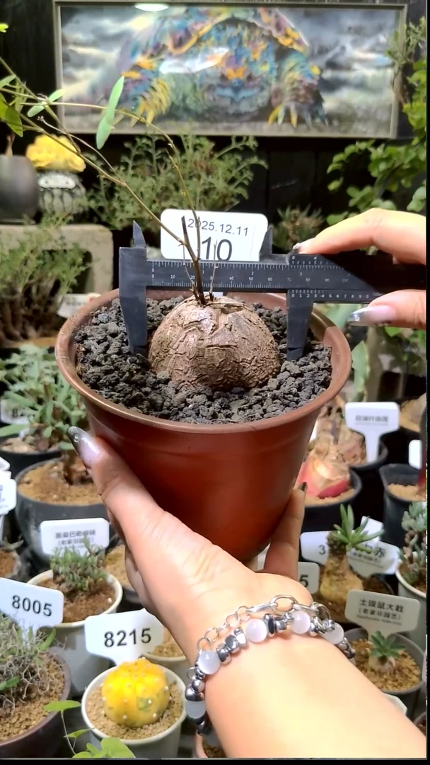 10号1211福利南非龟甲龙买一送一