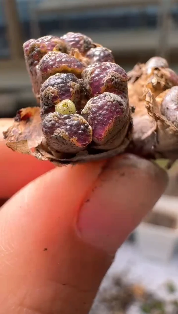 刘**a28-330多肉植物肉锥超蝶