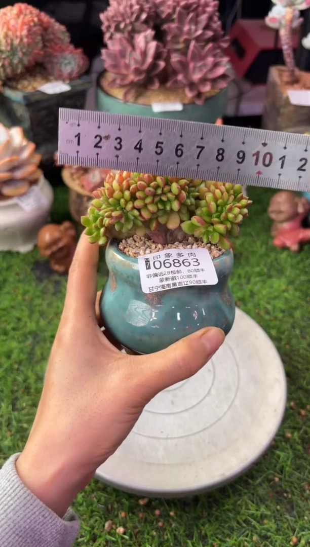 昆明印象多肉06863