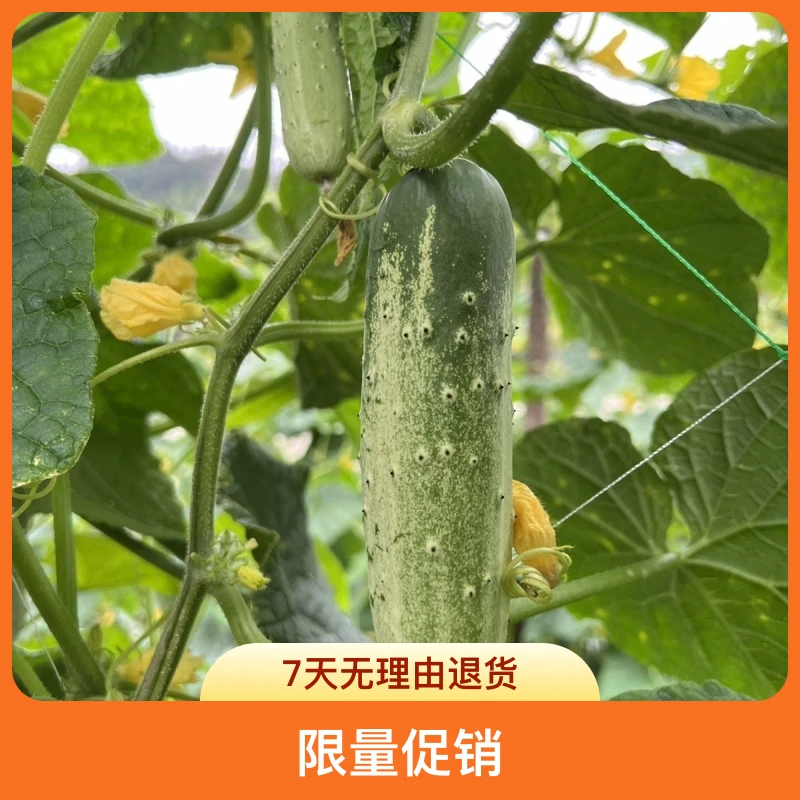 【限量促销】云南老品种黄瓜新鲜黄瓜水果黄瓜新鲜山河青瓜