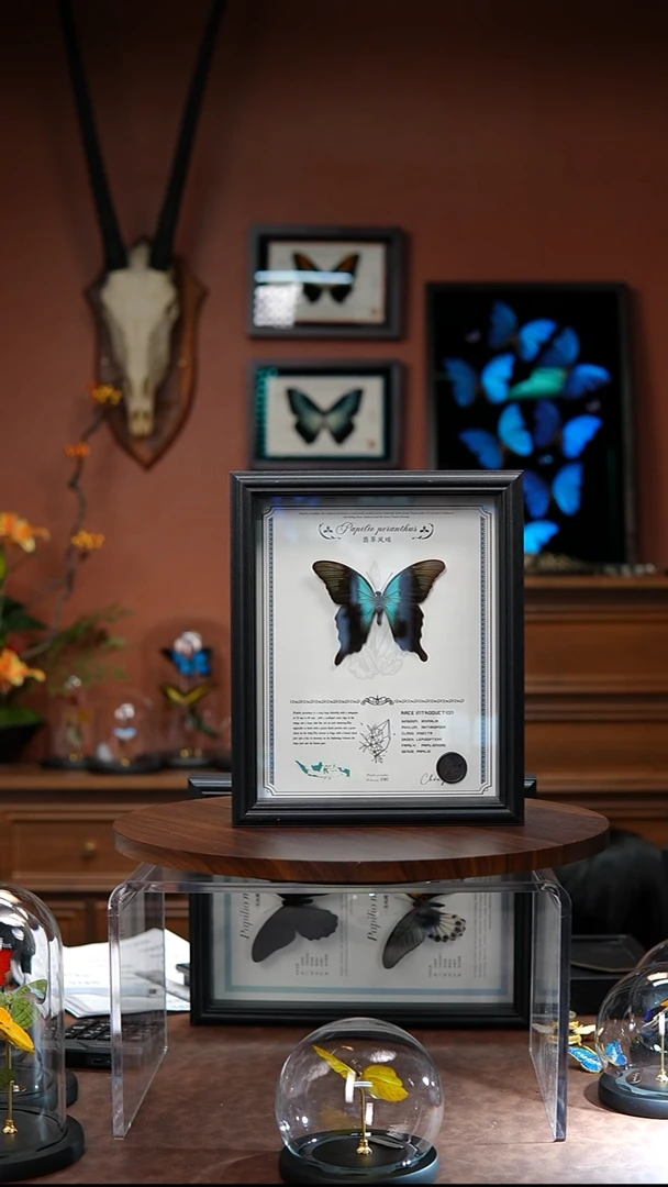 N416     翡翠凤蝶