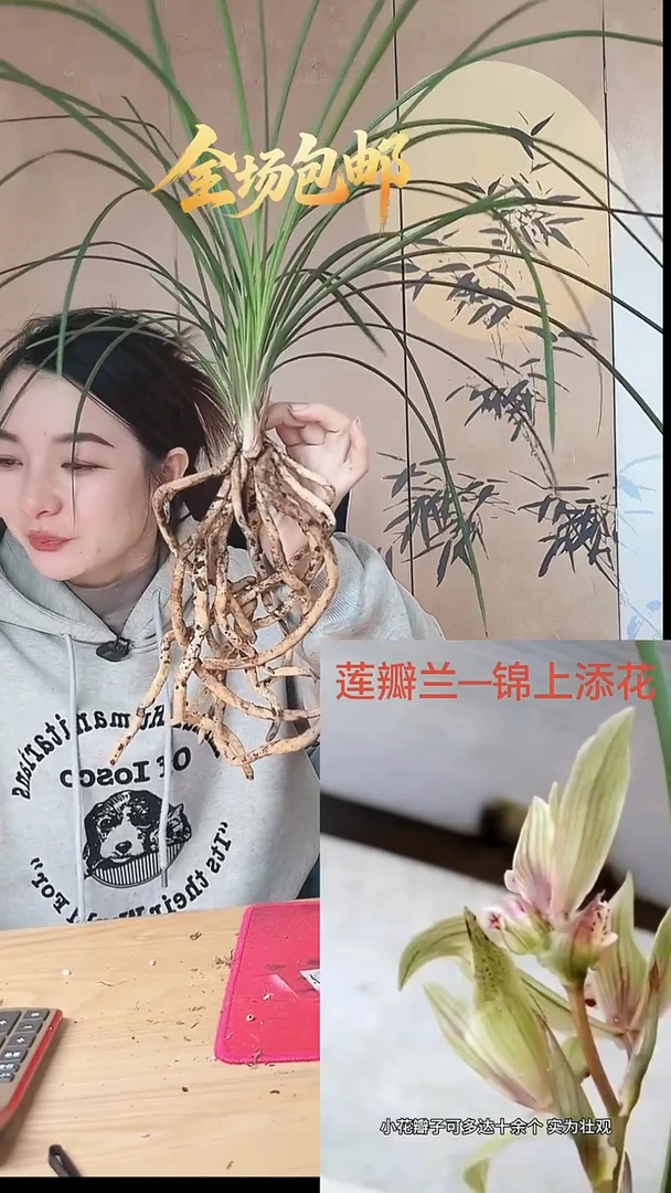 当前无花栽培后可以开花：锦上添花