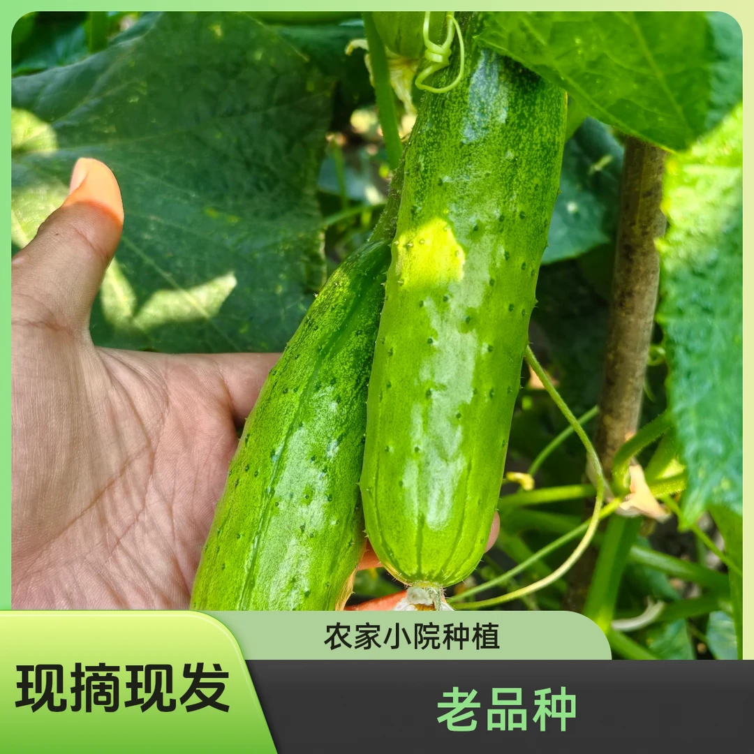 正宗水果黄瓜现摘东北新鲜小黄瓜旱黄瓜新鲜新鲜水果东北蘸酱菜