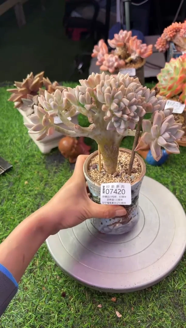 昆明印象多肉07420