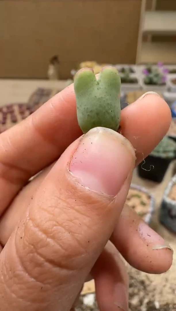 9-161多肉植物肉锥