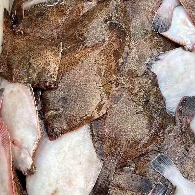 日照野生海捕鼓眼鱼鲜嫩美味顺丰发货