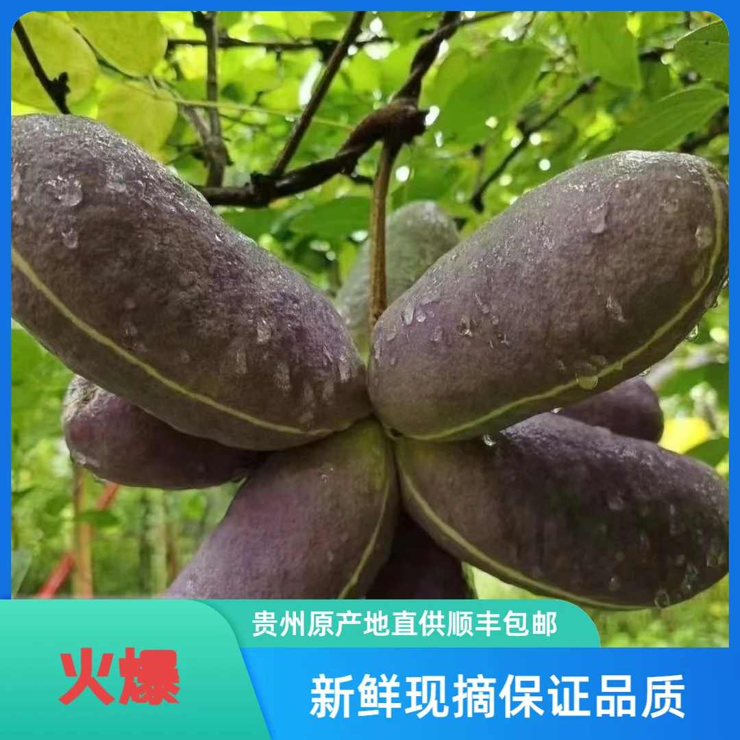 【八月瓜】新鲜现摘贵州八月瓜预知子香甜可口当季美味水果顺丰包邮