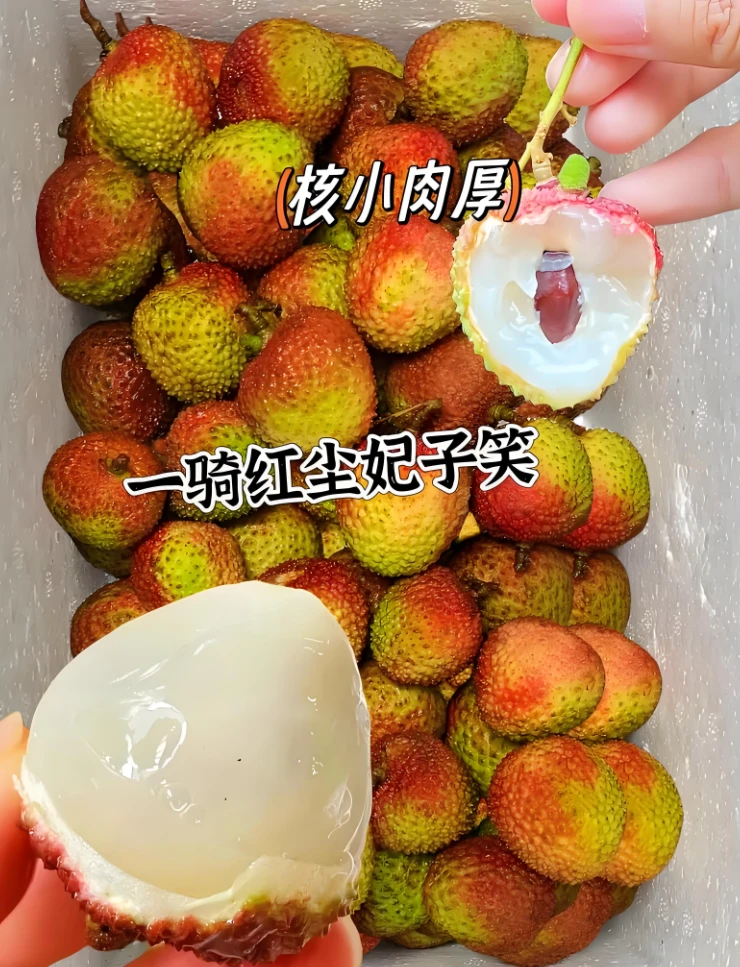 (只发新疆）广东现摘新鲜妃子笑荔枝香甜可口核小肉厚