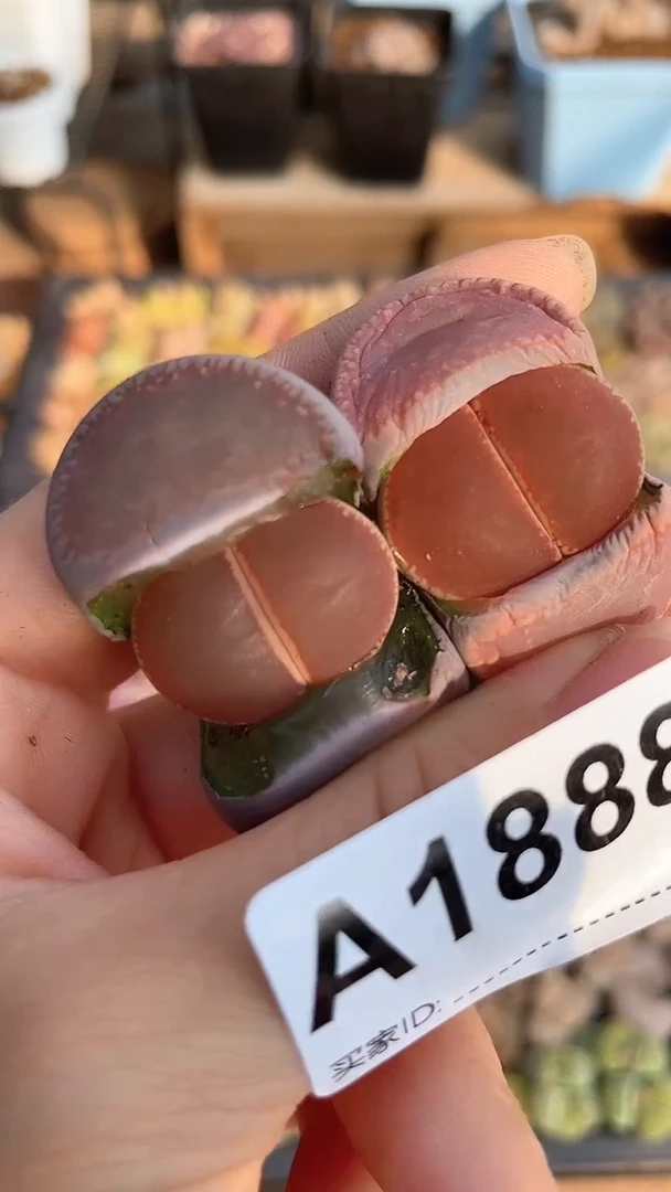 【闪购商品】1888直播一物一拍