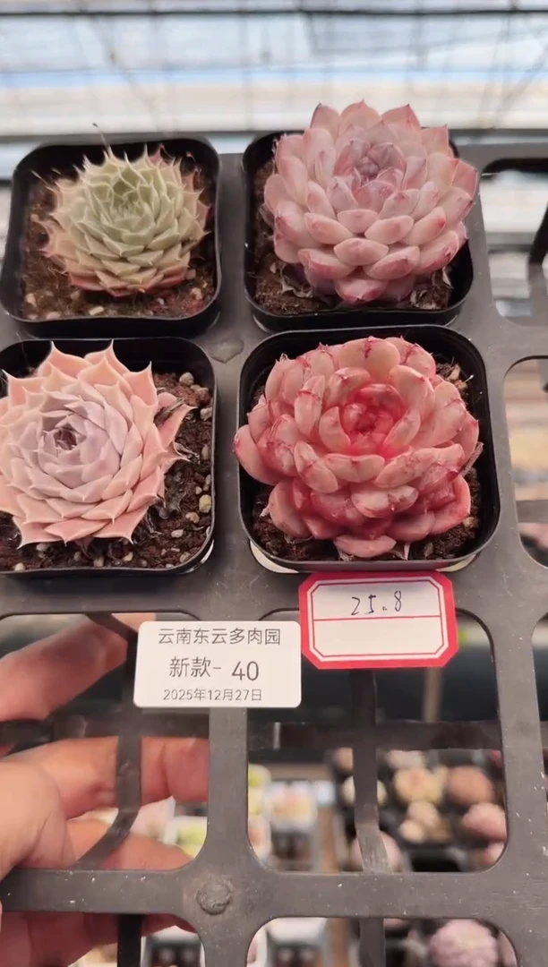 东云多肉园新款-40