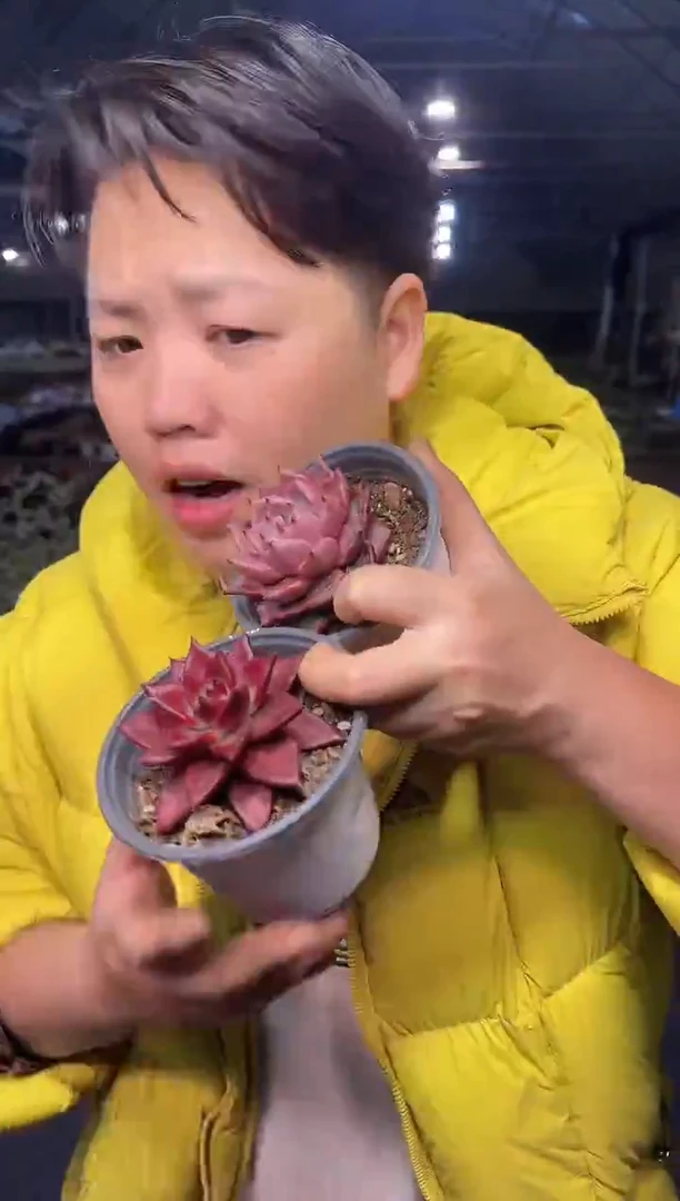 血罗+红罗卡 5