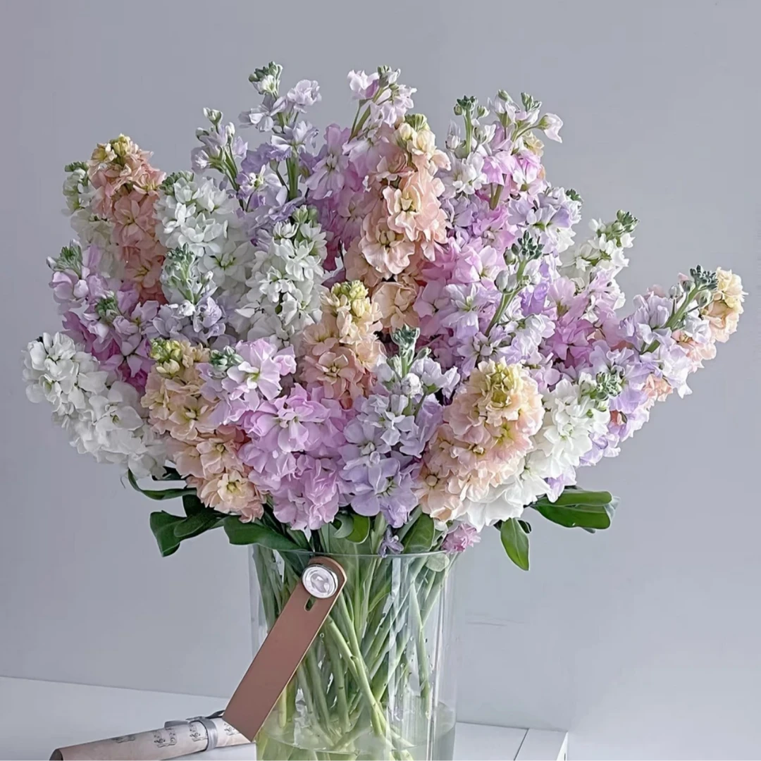 次日达-【随机混色紫罗兰】10枝紫罗兰鲜花批发直播任意两单升级顺丰包邮三单送随机花瓶一个今天拍明天到