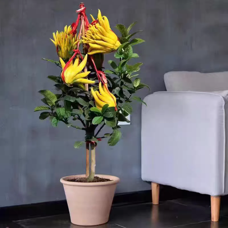 黄金佛手盆栽一物一拍室内好养活闻香结果可食用不带盆土球发货