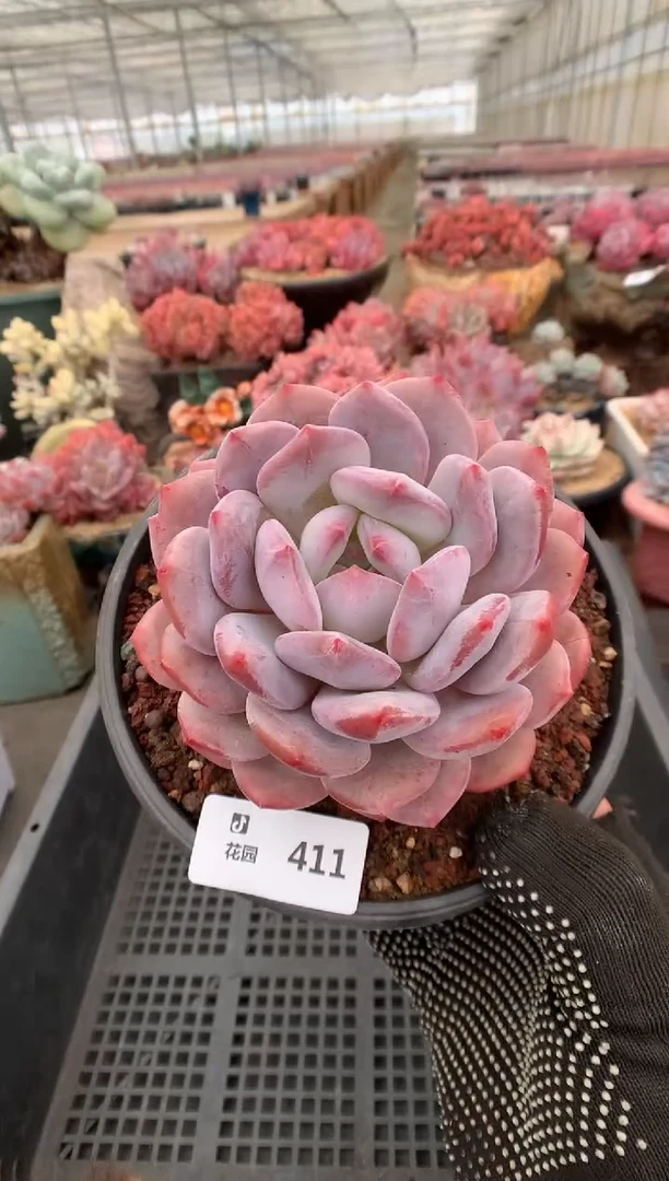 411星橙一物一拍