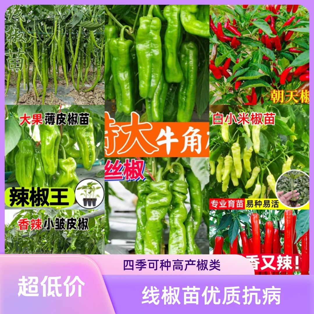 高产线椒苗四季微辣特辣朝天椒螺丝椒地栽盆栽挂果抗病优质基地