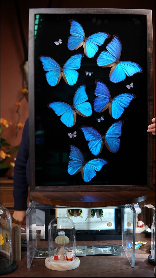 7只大蓝闪标本画竖框