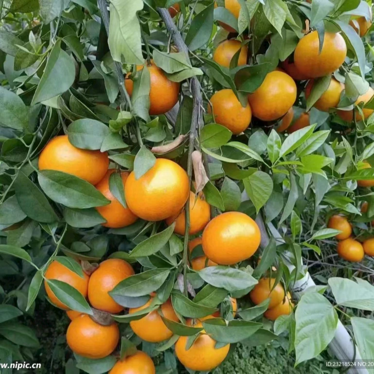 花农氏果木沃柑苹果柚